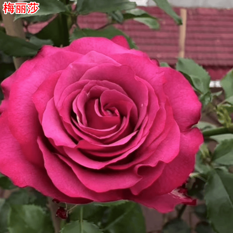 梅丽莎月季紫色大花直立多季开花