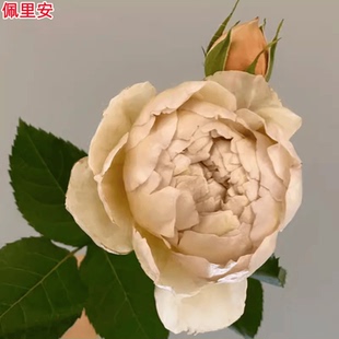 超新品夏洛特佩里安月季苗/珠光宝气国枝作品庭院阳台多季开花