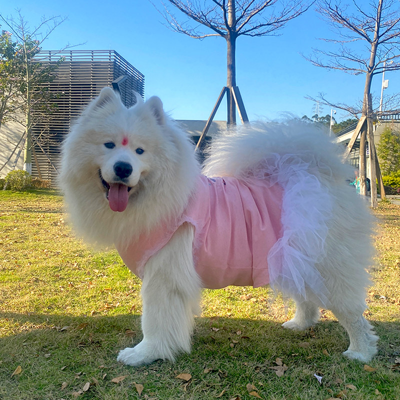 零星行宠物中大型犬夏季薄款裙子图片
