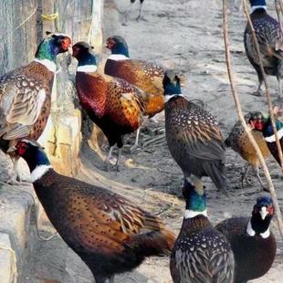 成年七彩山鸡青年鸡观赏鸡现货山鸡一对公母脱温小鸡活苗成年山鸡