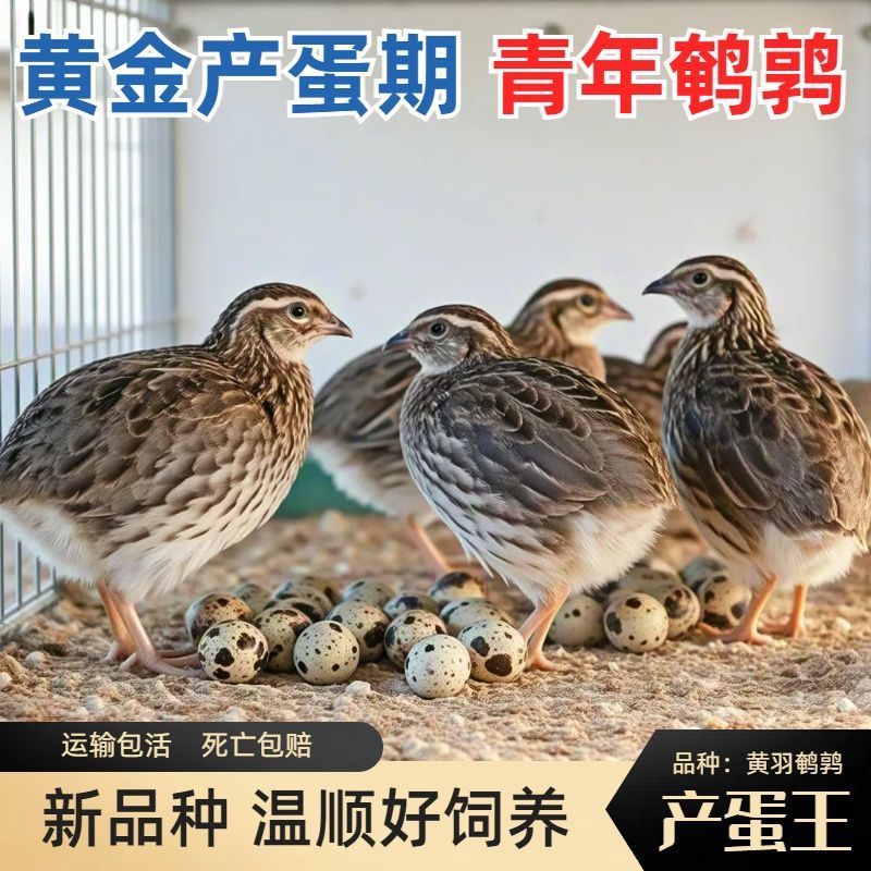 鹌鹑鸟活物天天下蛋精品