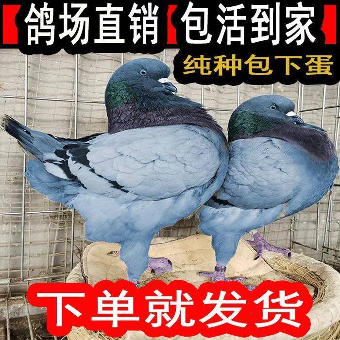 元宝鸽种鸽纯种鸽子活物一对落地王特大型活体肉鸽信鸽观赏鸽特价