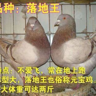 青年鸽鸽子原配落地活物下蛋王鸽便宜繁殖活体肉鸽一对精品肉鸽子