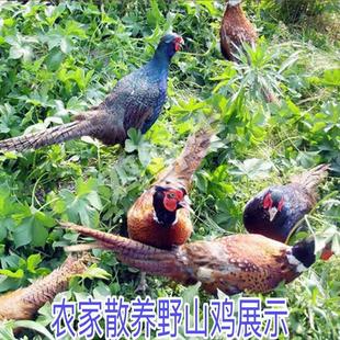 成年七彩山鸡活苗2只一对山鸡活体脱温3斤山鸡公鸡可散养公母自选