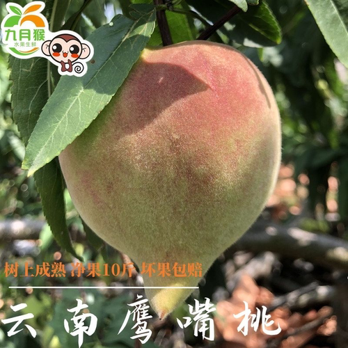 九月猴现货云南脆桃时令孕妇水果