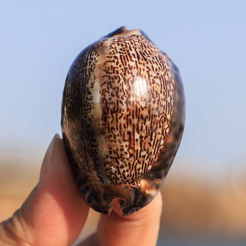 亚洲宝螺天然稀有海螺贝壳标本水族箱鱼缸造景装饰地中海家居收藏