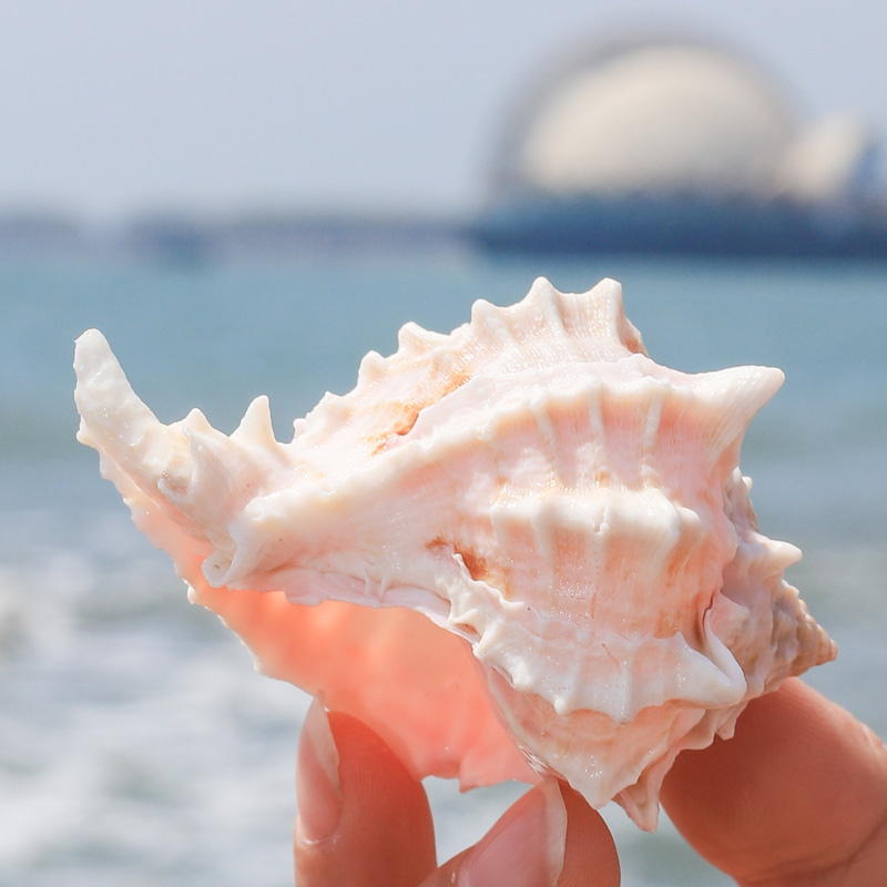 海螺贝壳粉色玫瑰千手菊花风格