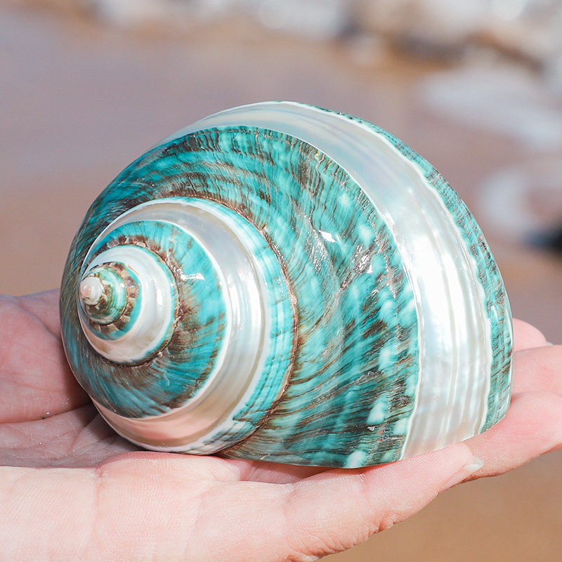 大绿螺条纹珍珠螺精品天然海螺贝壳标本螺收藏家居摆件包邮送礼品