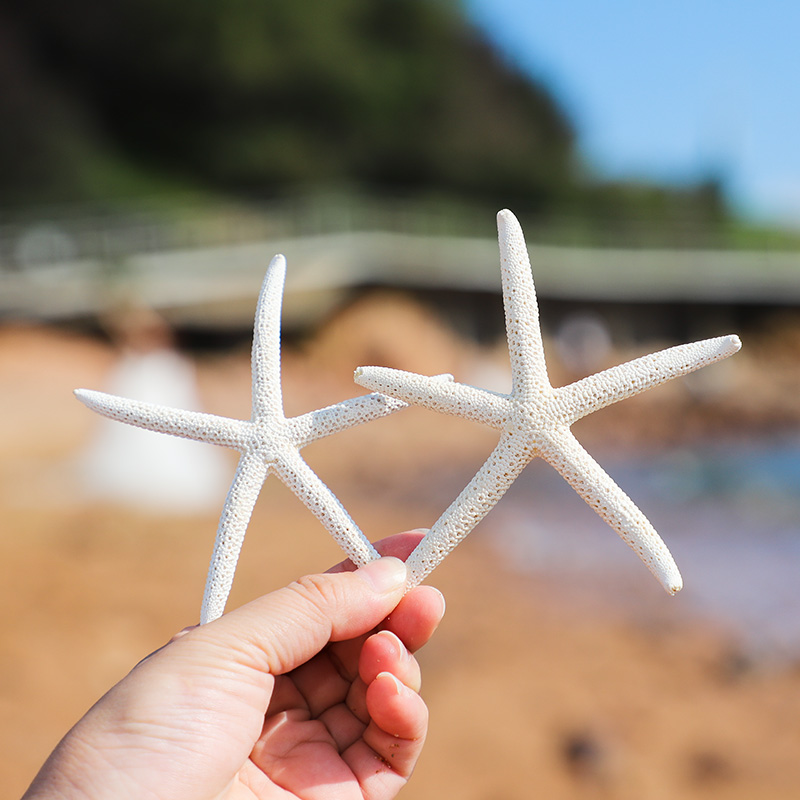 天然大号五指霸王海星