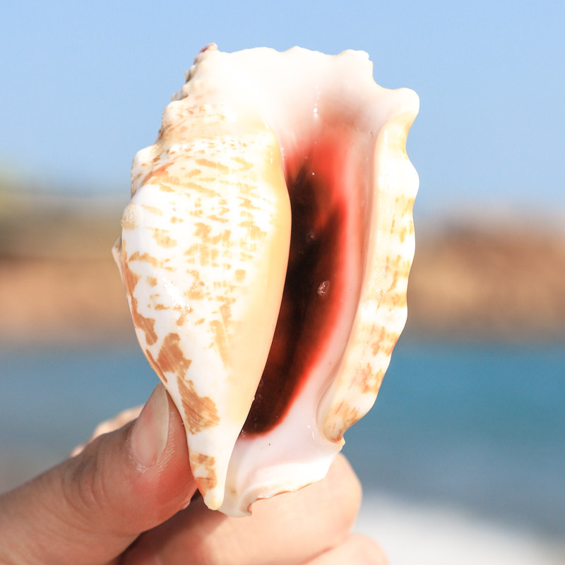 燕子螺金袖凤凰螺黑口螺天然海螺贝壳鱼缸造景装饰地中海风摆件