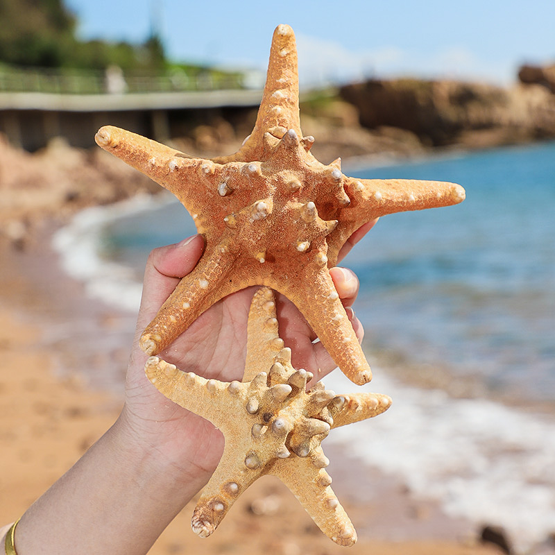 天然海星超大霸王海星