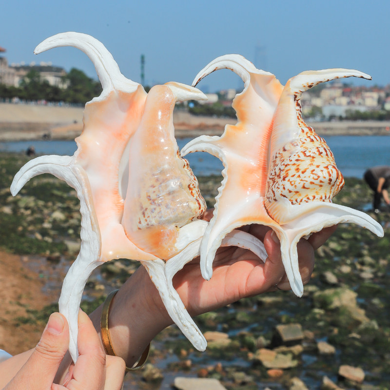 六角家居装饰品水族造景礼物海螺