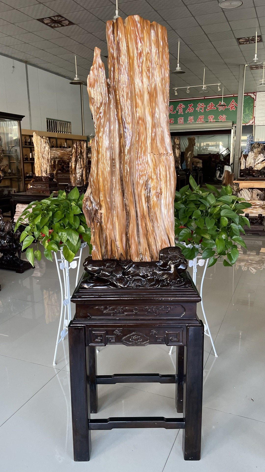 缅甸树化玉原石镇宅招财11570号木化石树化石天然硅化木奇石摆件