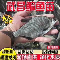 武昌鱼苗淡水养殖食用扁鱼苗三角鲂团头鲂柳叶鳊鱼新鲜草鳊鳊鱼苗