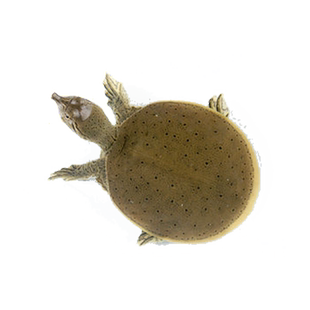 甲鱼苗活体正宗中华鳖苗外塘养殖团鱼王八水鱼活鱼苗食用小甲鱼