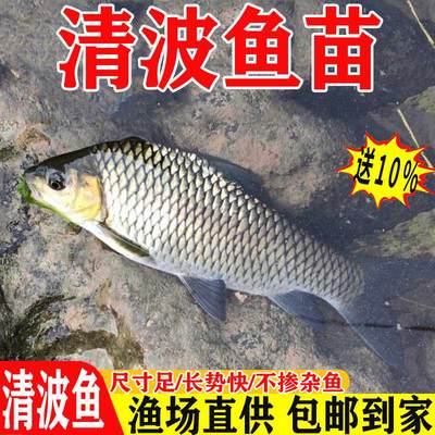 悦芝蓝清波鱼苗淡水倒刺鲃乌麟鱼