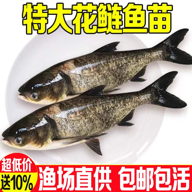 花鲢鱼苗淡水养殖食用大头鱼苗鲢鳙胖头鱼鲜活冷水鱼大头雄鱼鱼苗 宠物/宠物食品及用品 鱼 原图主图