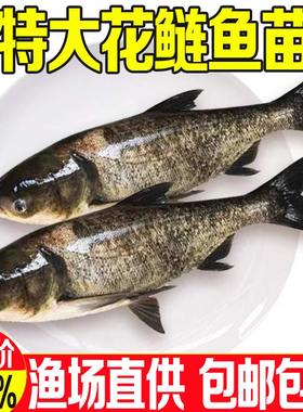花鲢鱼苗淡水养殖食用大头鱼苗鲢鳙胖头鱼鲜活冷水鱼大头雄鱼鱼苗