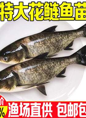 悦芝蓝花鲢鱼苗冷水鲢鳙大头鱼苗