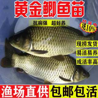 鲫鱼苗淡水养殖食用特大中科五号黄金鲫冷水工程土鲫鱼草鱼皖鱼苗