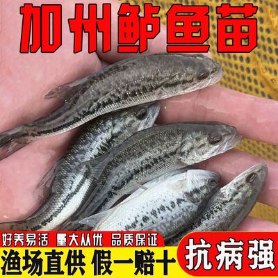 悦芝蓝加州鲈鱼苗七星大口黑鲈鱼
