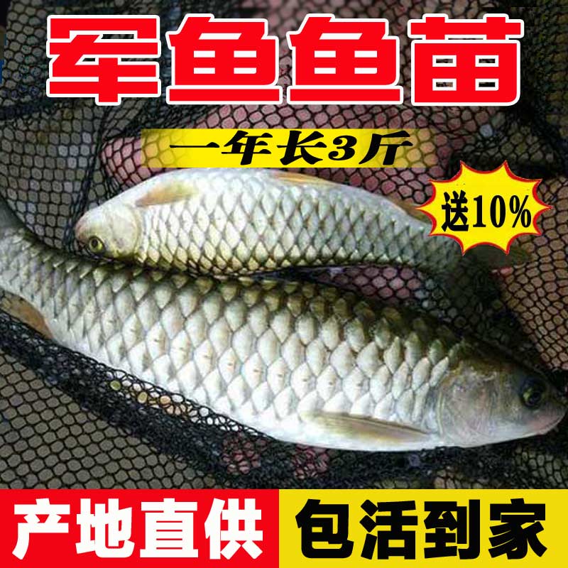 军鱼苗淡水光倒刺鲃黄娟鱼宽鱼光鱼砖鱼食用鲣鱼粗鳞鱼青竹鲩鱼苗