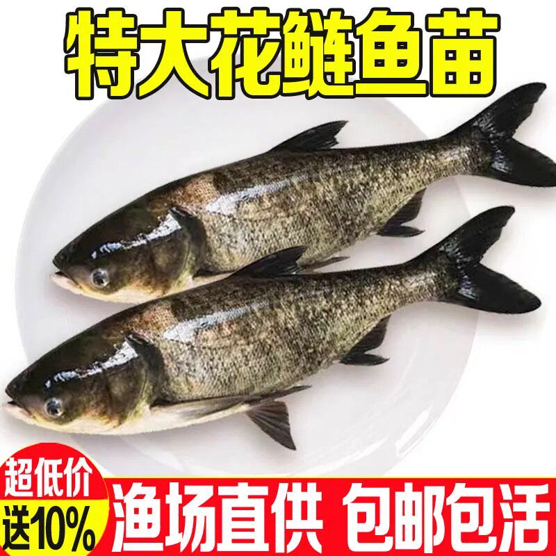 大头花鲢鱼苗淡水养殖芝麻花鲢鱼食用胖头鲢鳙鱼四大家鱼雄鱼鲢鱼