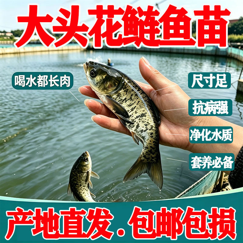 大头花鲢鱼苗淡水养殖芝麻花鲢鱼食用胖头鲢鳙鱼四大家鱼雄鱼鲢鱼