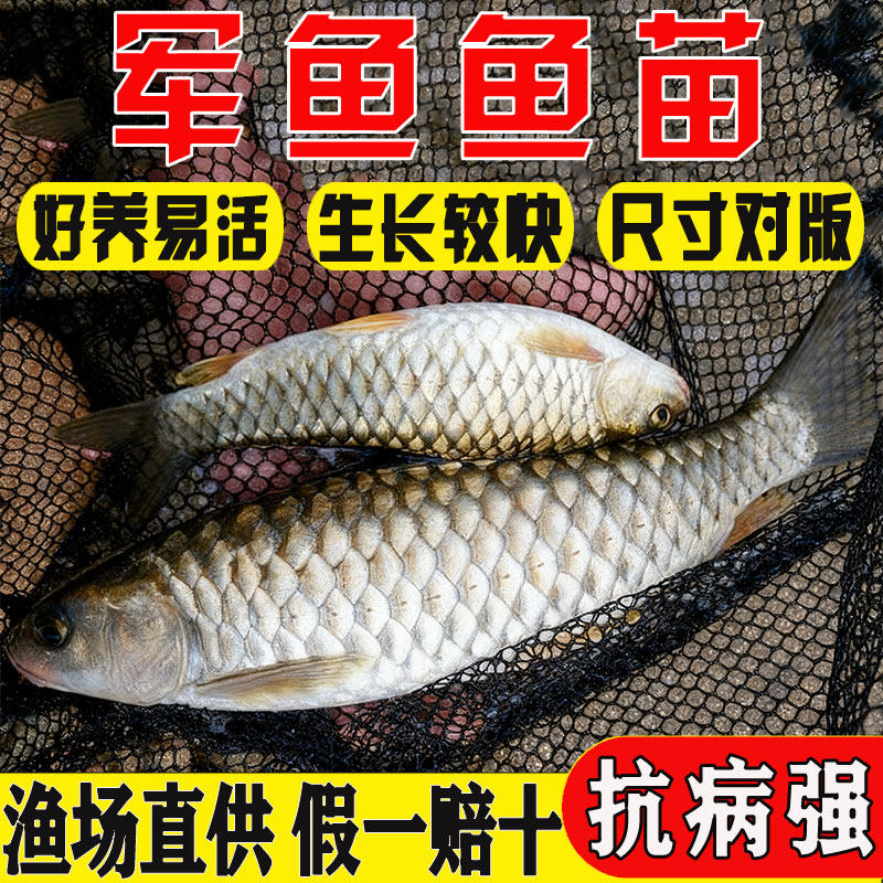 军鱼苗淡水光倒刺鲃黄娟鱼宽鱼光鱼砖鱼食用鲣鱼粗鳞鱼青竹鲩鱼苗,宠物/宠物食品及用品,鱼,淘宝优惠券,粉丝福利购,淘宝优惠卷