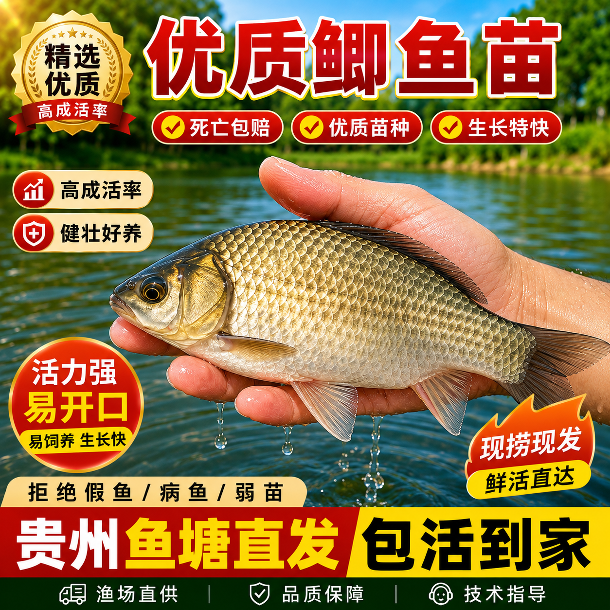 优质中科五号特大鲫鱼苗淡水养殖食用工程湘云鲫土鲫鱼本地鲫鱼苗