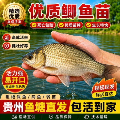悦芝蓝中科五号鲫鱼苗特大工程鲫