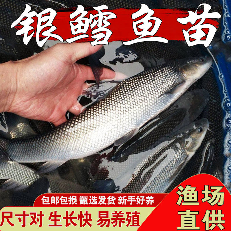 银鳕鱼苗淡水养殖食用团头鲂大鳞鲃鱼苗易养活大头亮鲃观赏银鳕鱼,宠物/宠物食品及用品,鱼,淘宝优惠券,粉丝福利购,淘宝优惠卷
