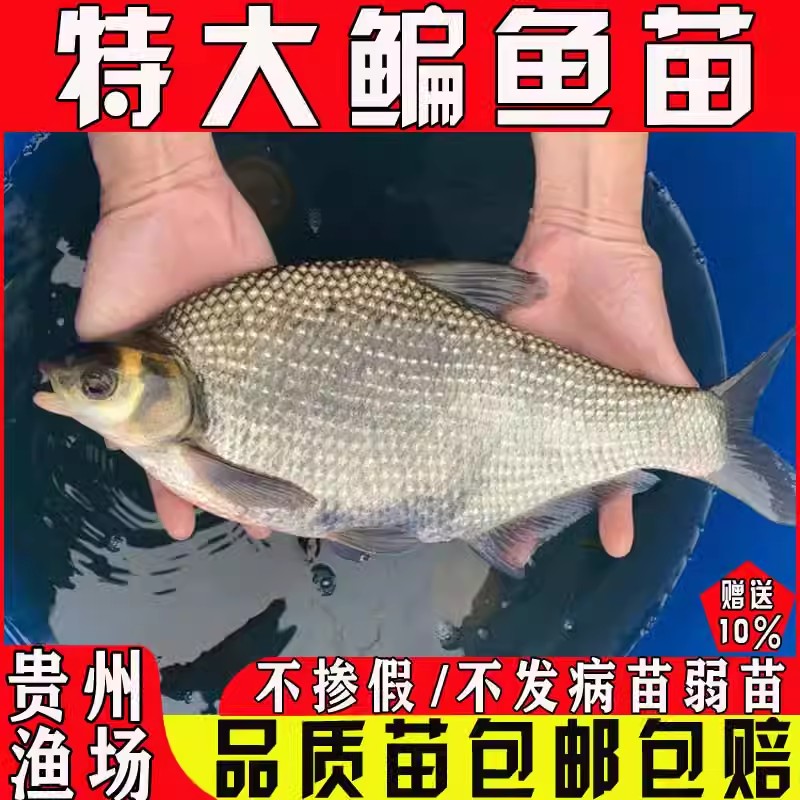 武昌鳊鱼苗淡水养殖食用三角鲂团头鲂扁鱼苗边鱼苗耐活草鳊鳊鱼苗