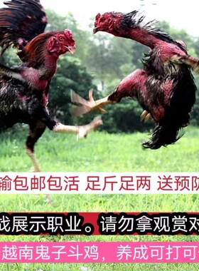 纯种越南斗鸡大骨架盖沙中原缅甸泰鸡活体包邮包活