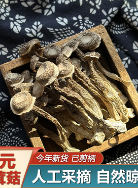 庆元鹿茸菇脆脆菇干货包邮250g产地直发