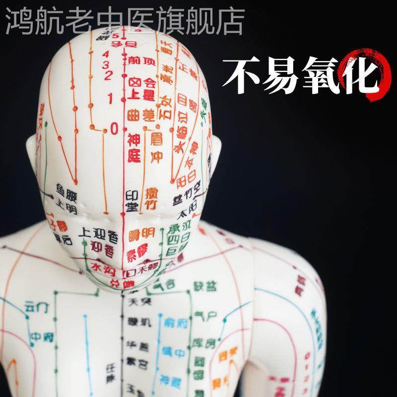 十四条彩色可扎针灸人体穴位经络模型人形穴位图小皮人中医刻字款