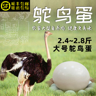 新鲜鸵鸟蛋可食用农家自养超大非洲驼鸟蛋不可孵化礼盒装 大号蛋