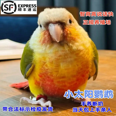 小太阳鸟手养亲人当天上手会说话