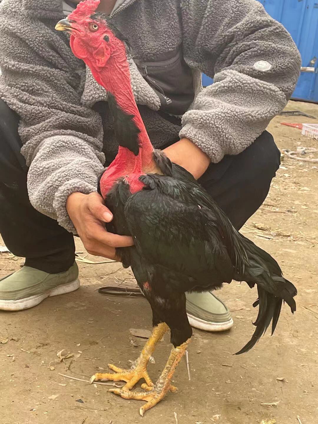 纯种斗鸡越南鬼子斗鸡活