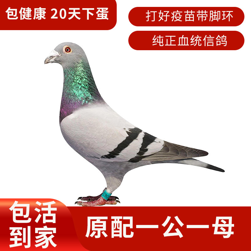 鸽子活一对下蛋鸽土鸽鸟类落地王鸽肉鸽信鸽家鸽大体型肉鸽信鸽活