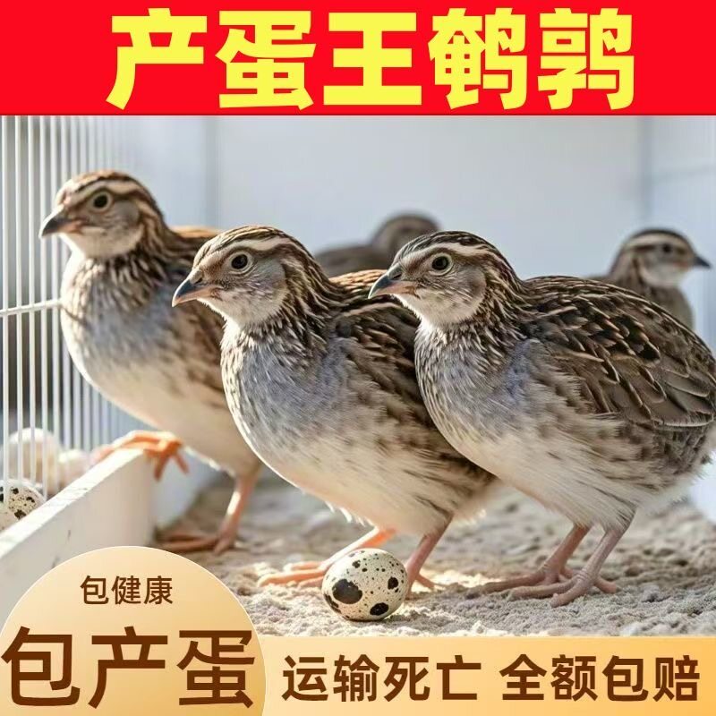 鹌鹑活鸟活鹌鹑黄羽产蛋鹌鹑活苗鸟