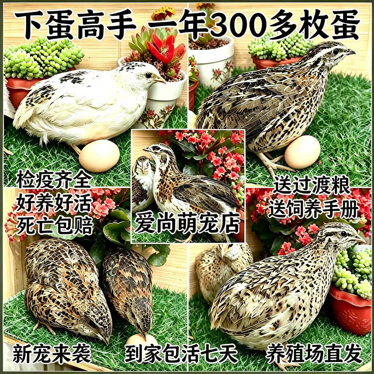 活鹌鹑下蛋鸟青年鹌鹑宠物白沙维非洲黑熊猫鹌鹑产蛋鹌鹑大型鹌鹑