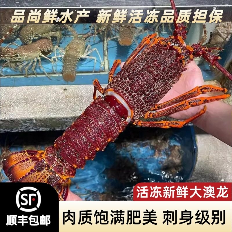 鲜活冷冻澳洲大龙虾新鲜特大澳龙虾2-6斤一只装大奥龙虾海鲜水产