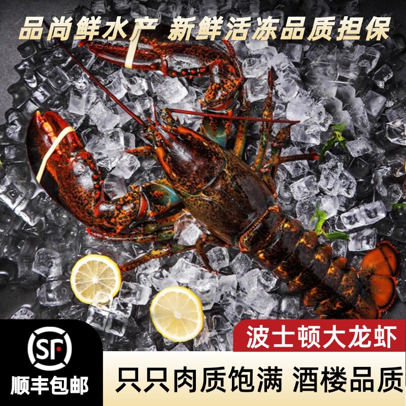 鲜活速冻波士顿大龙虾新鲜特大澳洲龙虾花龙青龙虾2-6斤海鲜水产