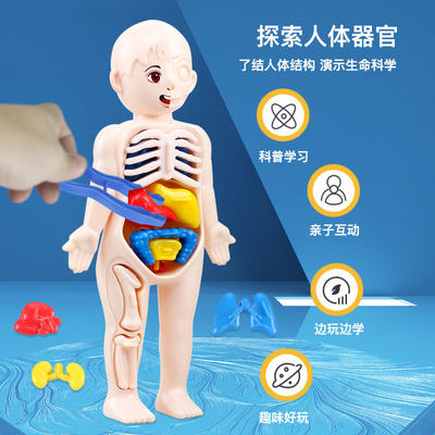 科教玩具人体器官模型