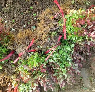 红叶小檗小苗红叶小波苗四季常青红绿篱树种庭院绿化苗木花卉