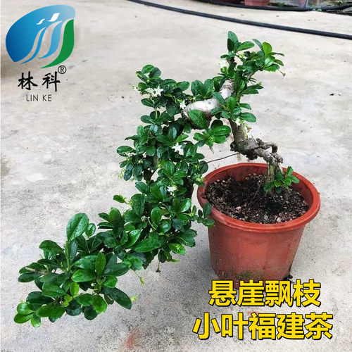 福建茶盆景飘枝绿植室内办公室好养悬崖造型老桩S型植物客厅盆栽