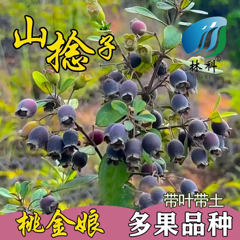 桃金娘树苗乌捻子野生山捻子树观种苗/半成品盆栽
