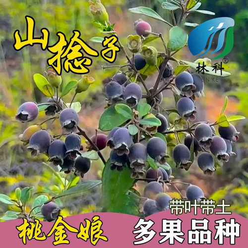 桃金娘树苗乌捻子野生山捻子树观赏老桩庭院盆栽四季常绿当年结果