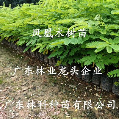 凤凰木树苗金凤花树红花楹小苗火树庭院绿化风景树蓝花楹洋楹影树